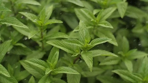 Fresh Mint Herb under rain Stock Footage 77104782