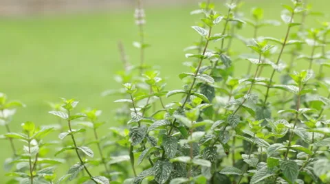 Fresh mint herb waving at wind; close up Stock Footage 54549788