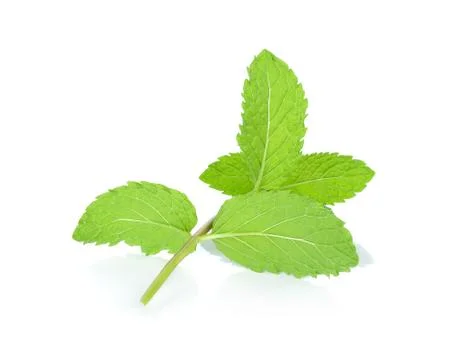 Fresh mint isolated on the white background Stock Photos