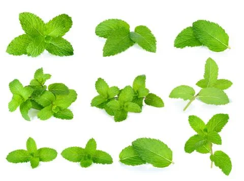 Fresh mint isolated on the white background Stock Photos