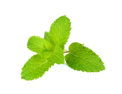 Fresh mint isolated on the white background Stock Photos