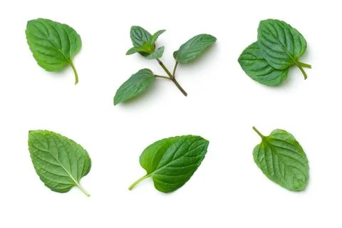 Fresh Mint Isolated on White Background Stock Photos