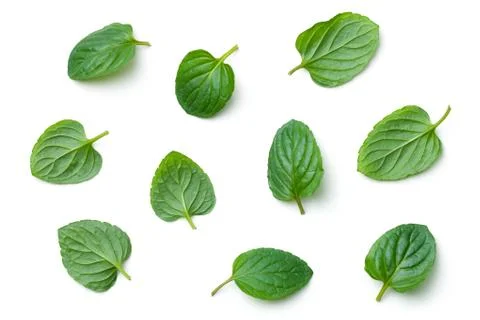 Fresh Mint Isolated on White Background Stock Photos