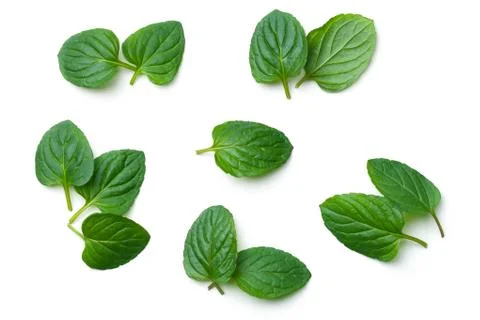 Fresh Mint Isolated on White Background Stock Photos