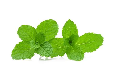 Fresh mint isolated on the white background. Stock Photos