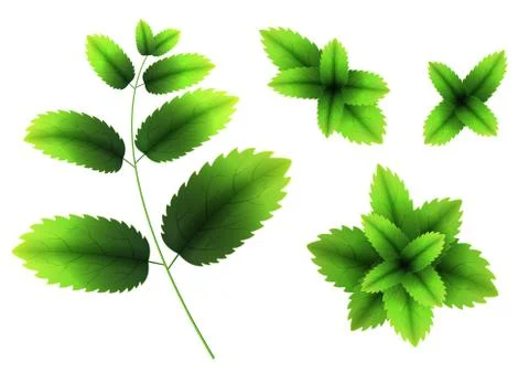 Fresh mint leaf. 3D realistic vector set mint leaves. Healthy aroma. Spearmin Illustrazione stock