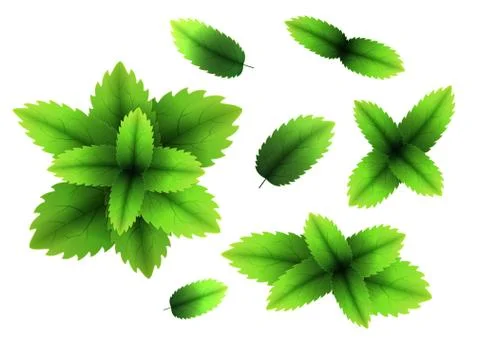 Fresh mint leaf. 3D realistic vector set mint leaves. Healthy aroma. Spearmin Stock Illustration