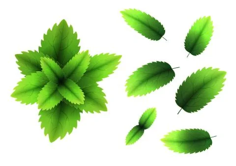Fresh mint leaf. 3D realistic vector set mint leaves. Healthy aroma. Spearmin Illustrazione stock