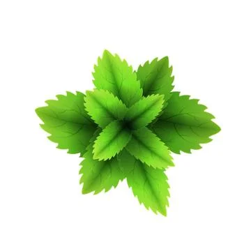 Fresh mint leaf. 3D realistic vector set mint leaves. Healthy aroma. Spearmin Stock Illustration