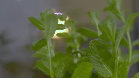 Fresh mint leaf background closeup. Growing organic mint close up Stock Footage 240122159