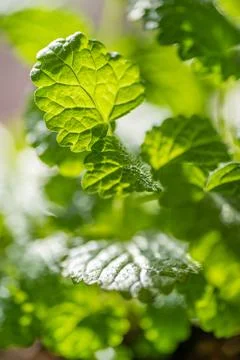 Fresh mint leaf background. Microgreen leaves. Stock Photos