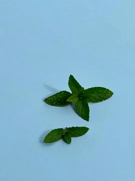 Fresh mint leaf on a blue background Stock Photos