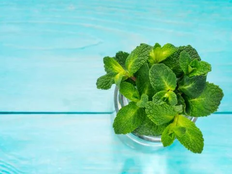 Fresh mint leaf close up on blue background Stock-Fotos