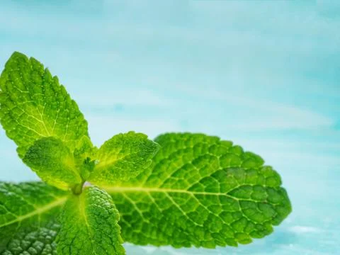 Fresh mint leaf close up on blue background 스톡 사진