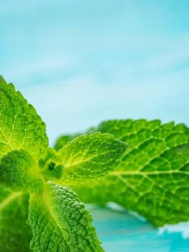 Fresh mint leaf close up on blue background 스톡 사진
