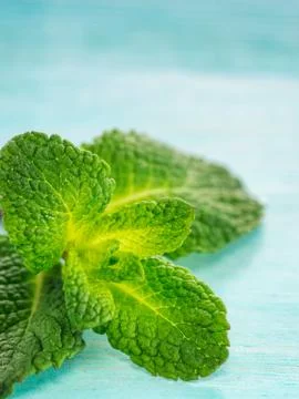Fresh mint leaf close up on blue background Stockfoto's