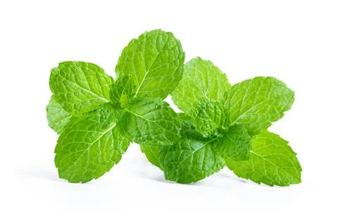 Fresh mint leaf close up on white background . full depth of field Stock Photos