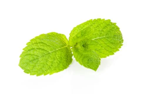 Fresh mint leaf in closeup Stock Photos