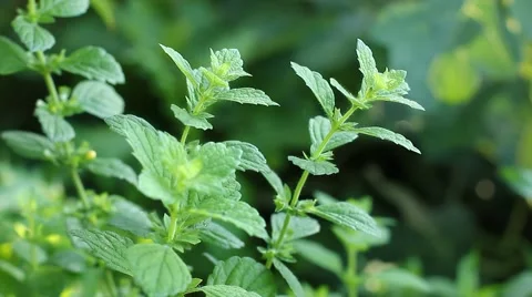 Fresh mint leaf Stock Footage 45278081
