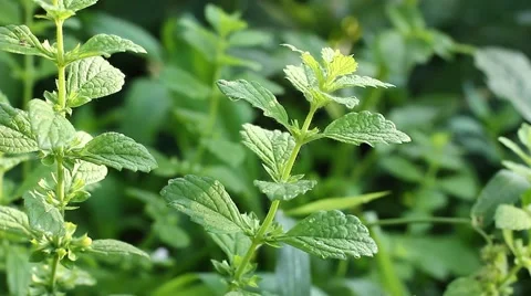 Fresh mint leaf Stock Footage 45278330