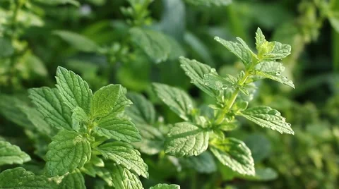 Fresh mint leaf Stock Footage 45278445