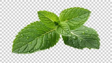 Fresh mint leaf isolated on transparent background PNG Stock Photos