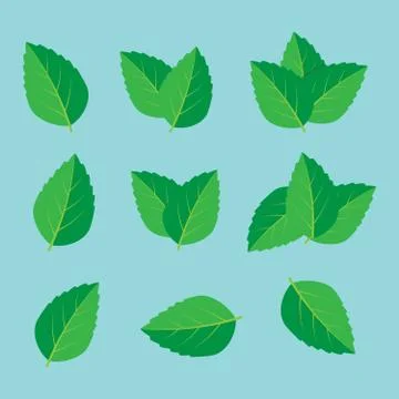 Fresh mint leaf. Mint leaves vector logo Illustrazione stock
