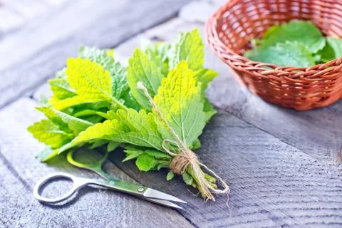 Fresh mint leaf Stock Photos