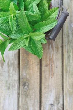 Fresh mint leaf Stock Photos