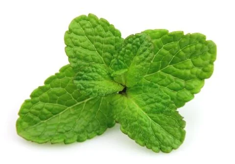 Fresh Mint leaf Foto stock