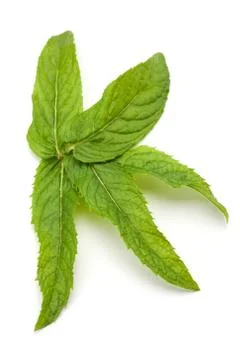 Fresh mint leaf Stock-Fotos