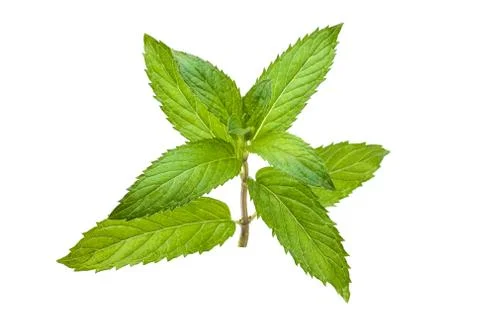 Fresh mint leaf Foto stock