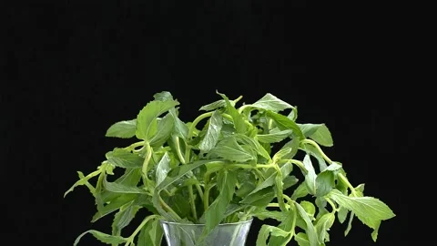 Fresh mint leaf rotation pattern macro Stock Footage 131655078