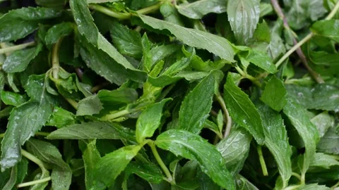 Fresh mint leaf rotation pattern macro Stock Footage 131669653