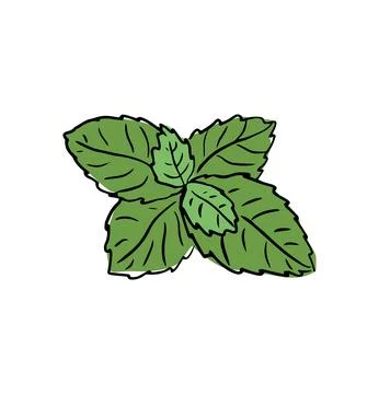 Fresh mint leaf. Vector illustration. green mint Stock Illustration