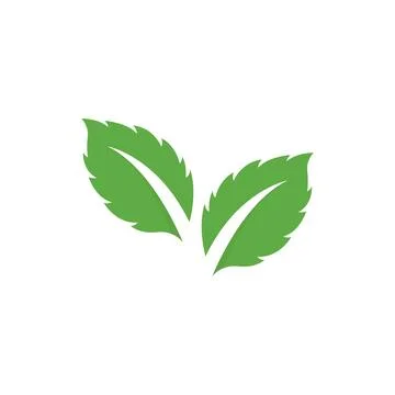 Fresh Mint Leaf Vector Illustration. Healthy Eating, Sweet Food Stock Illustration