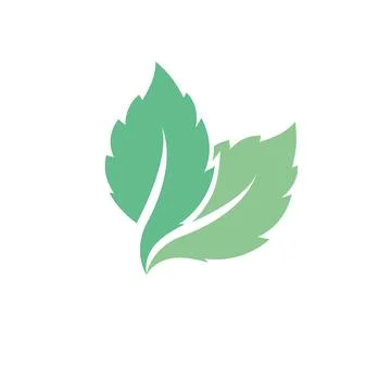 Fresh Mint Leaf Vector Illustration. Healthy Eating, Sweet Food Stock Illustration