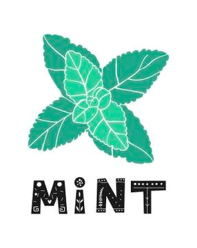 Fresh mint leaf. Vector menthol healthy aroma. Herbal nature plant. Spearmint Stock Illustration