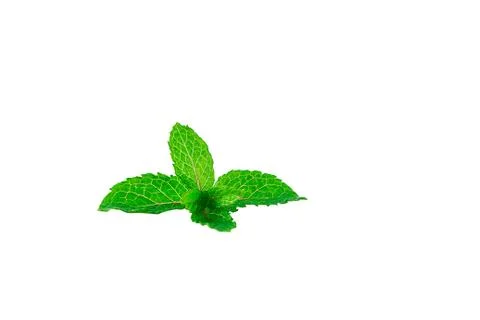 Fresh mint leaves and water droplets isolated on a white background Stock Photos