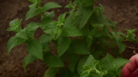 Fresh mint leaves background close up. Growing organic mint close-up. Stock Footage 246382953