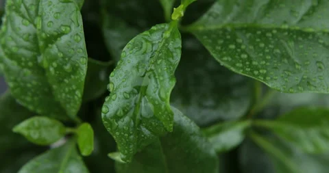 Fresh mint leaves as background Stock Footage 110823014