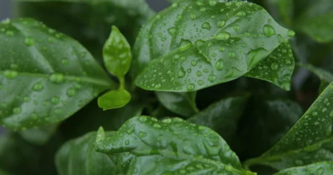 Fresh mint leaves as background Stock Footage 110823118
