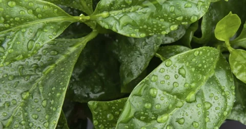 Fresh mint leaves as background Stock-Footage 110823243