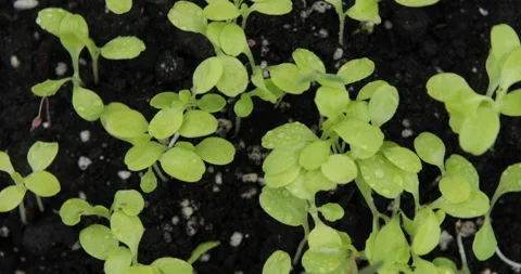 Fresh mint leaves as background Stock Footage 110888076