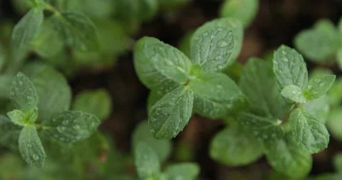 Fresh mint leaves as background Stock Footage 110923534