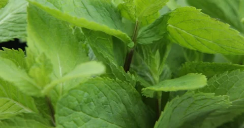 Fresh mint leaves as background Stock Footage 110928272