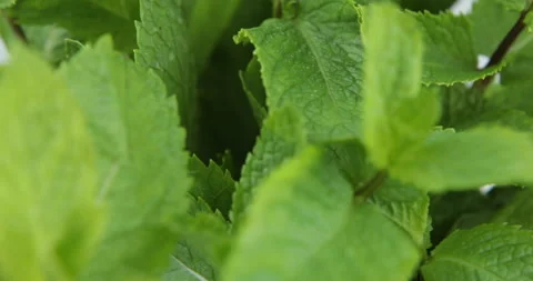 Fresh mint leaves as background Stock Footage 110929187