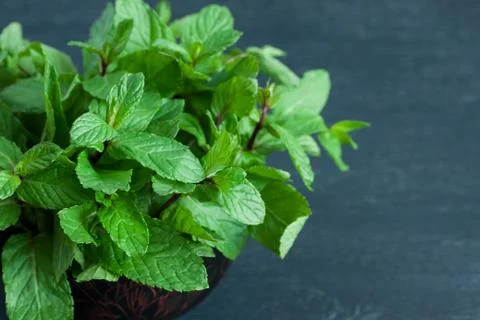 Fresh mint leaves on black background Stock Photos
