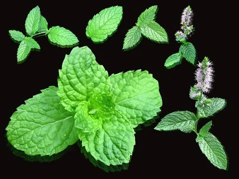 Fresh mint leaves on a black background. Stock Photos