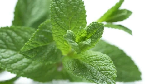 Fresh mint leaves close-up Stock Footage 235220097